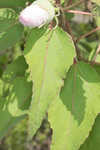 Swamp rosemallow